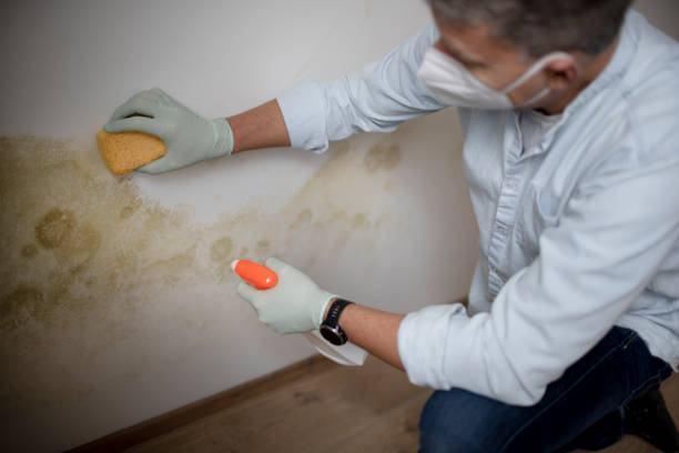 Best Toxic Mold Removal  in Waverly, NE