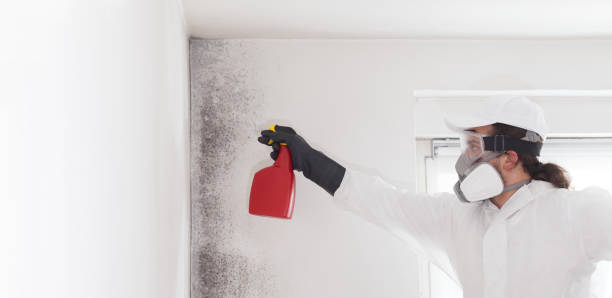 Best Black Mold Removal  in Waverly, NE