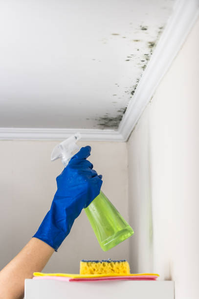 Best Home Mold Removal  in Waverly, NE